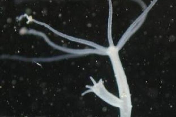 Кракен ссылка стор